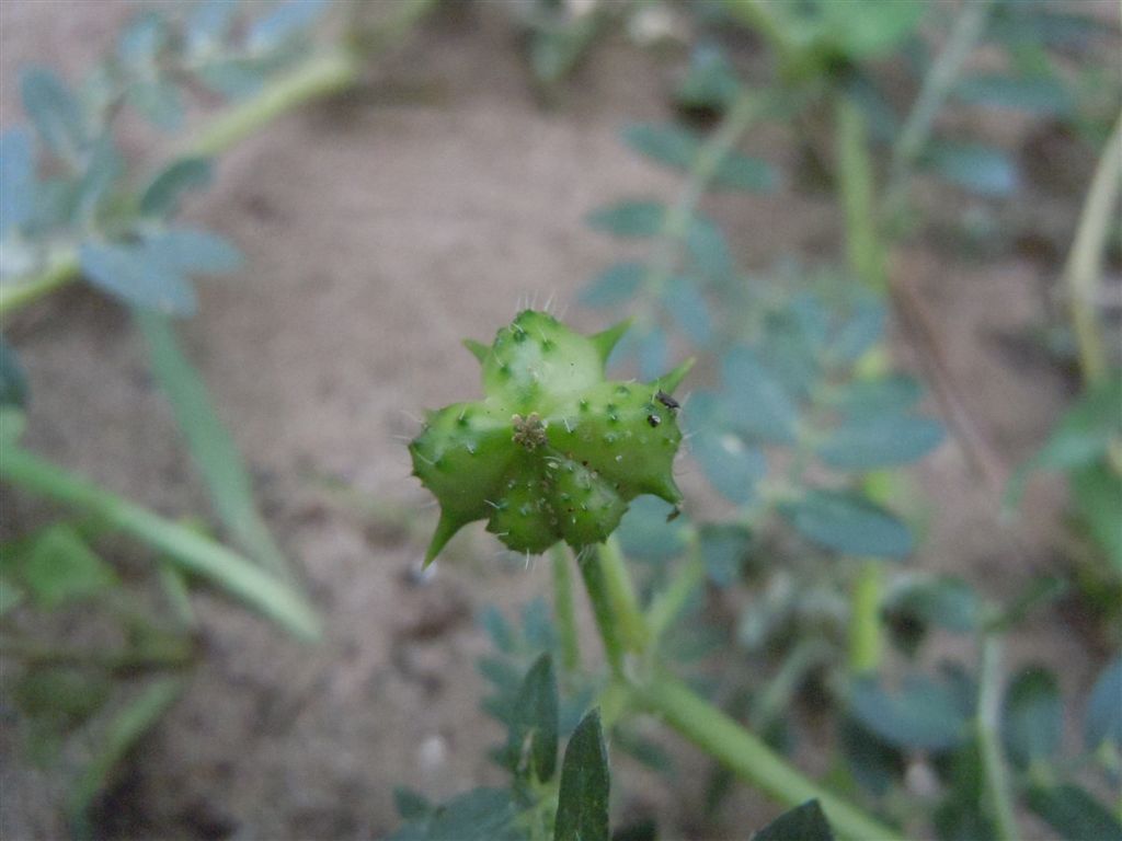 Tribulus terrestris / Tribolo